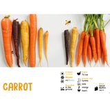 'Beautiful Yummy Food: Vegetables' children's book - 'Carrot' page sample